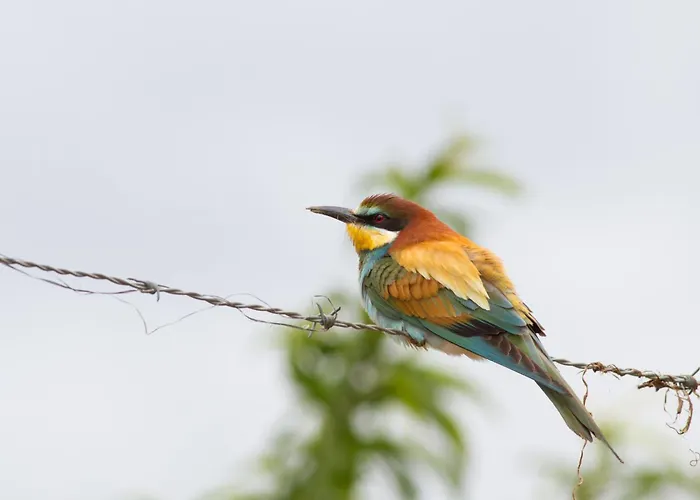 Quinta Do Salgueiro - 4* Freixo de Espada à Cinta