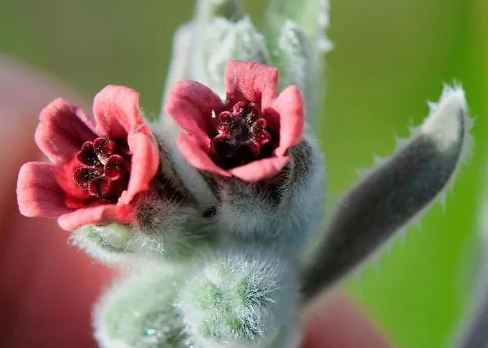 Quinta Do Salgueiro - Nocleg ze śniadaniem